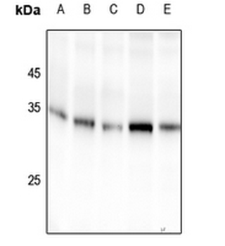 14-3-3 sigma (pS186) Antibody