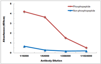 CD4 (pS433) Antibody