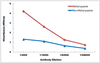 Histone H3 (MonoMethyl-K23) Antibody