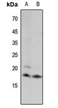 Histone H3 (MonoMethyl-K18) Antibody