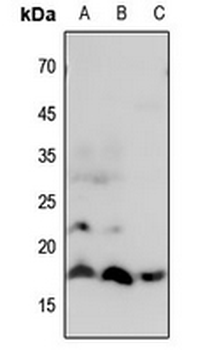 Histone H3 (MonoMethyl-R8) Antibody