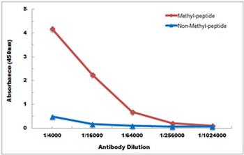 Histone H3 (TriMethyl-K79) Antibody