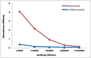 Histone H3 (DiMethyl-K36) Antibody