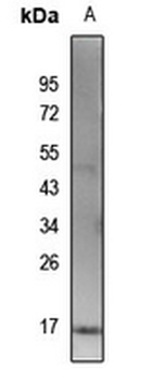 Histone H3 (AcK115) Antibody