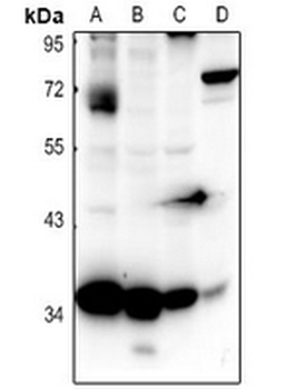 CD363 Antibody