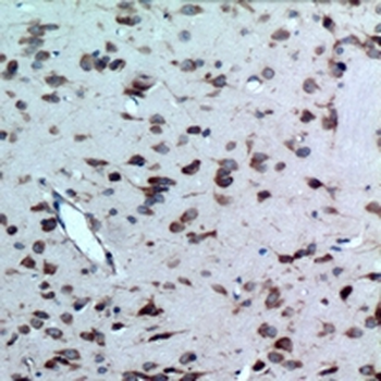 CD363 Antibody