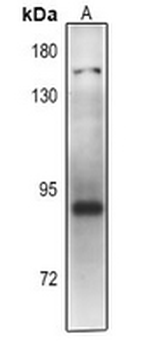 PLA2G4D Antibody
