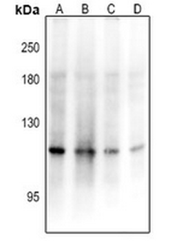 ADAMTS17 Antibody