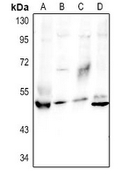Granulin Antibody
