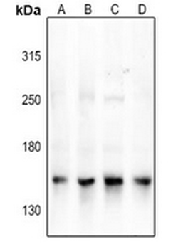 NCOA3 Antibody