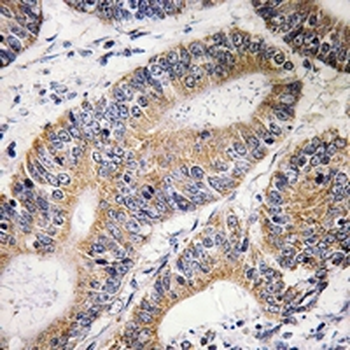 CDC16 Antibody