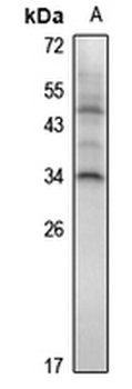 HOXA7 Antibody
