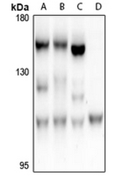 FARP2 Antibody