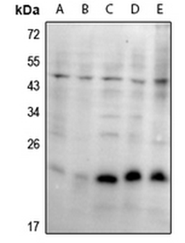 SKP1 Antibody