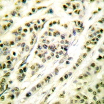 SKP1 Antibody