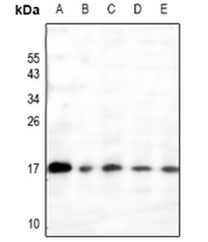 RAMP3 Antibody