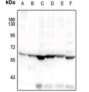 COX1 Antibody