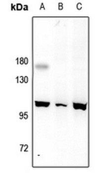 MERTK/TYRO3 Antibody