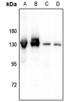 CD124 (pY497) Antibody
