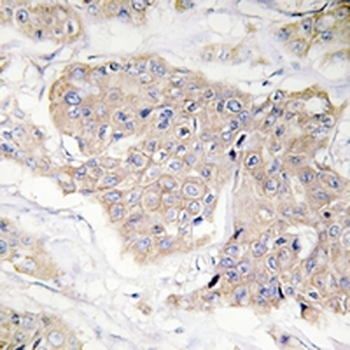 CD124 (pY497) Antibody