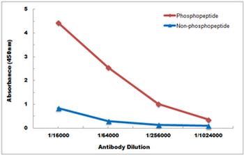 CD130 (pS782) Antibody