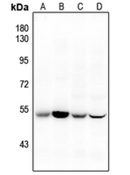 CD47 Antibody
