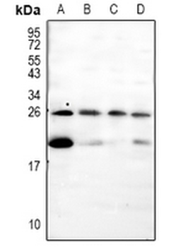 Pleiotrophin Antibody