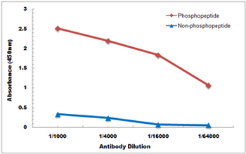 MBP (pT232) Antibody