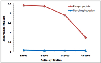Claudin 4 (pY208) Antibody