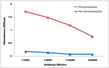Vimentin (pS39) Antibody