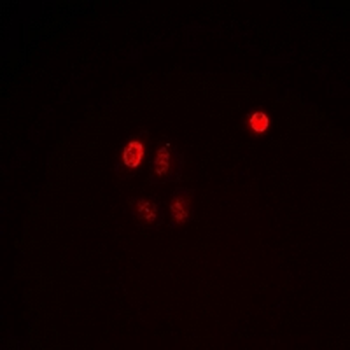 C/EBP epsilon (pT74) Antibody