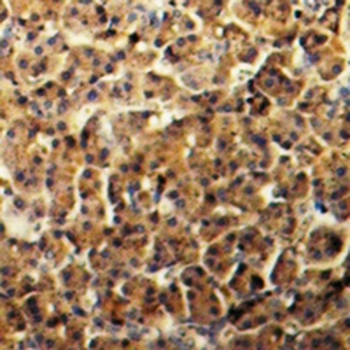 Amphiphysin 2 Antibody