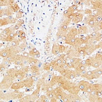 Hepassocin Antibody