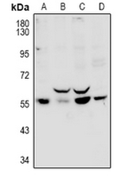 PPP1R16B Antibody
