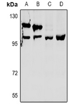 OXR1 Antibody