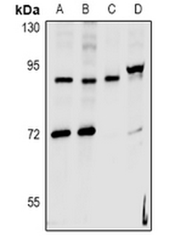 hnRNP UL2 Antibody