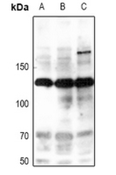 iNOS (pY151) Antibody