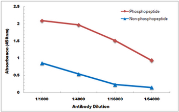iNOS (pY151) Antibody