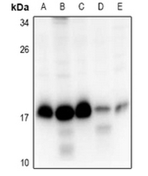 RPS15 Antibody
