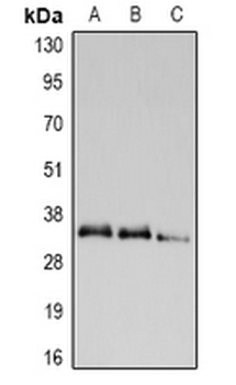 UCP2 Antibody