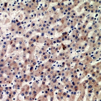 CIDEB Antibody