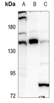 GLI1 Antibody
