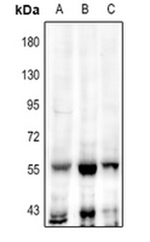 TEAD2 Antibody