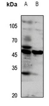 GPR172A Antibody