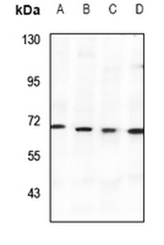 SPAK Antibody