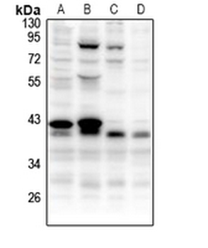 CCNB1IP1 Antibody