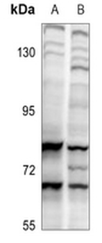 CDC6 Antibody