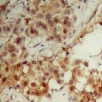 CDC6 Antibody