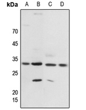 14-3-3 zeta (pT232) Antibody