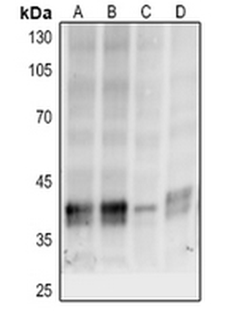 p38 (pT180/Y182) Antibody